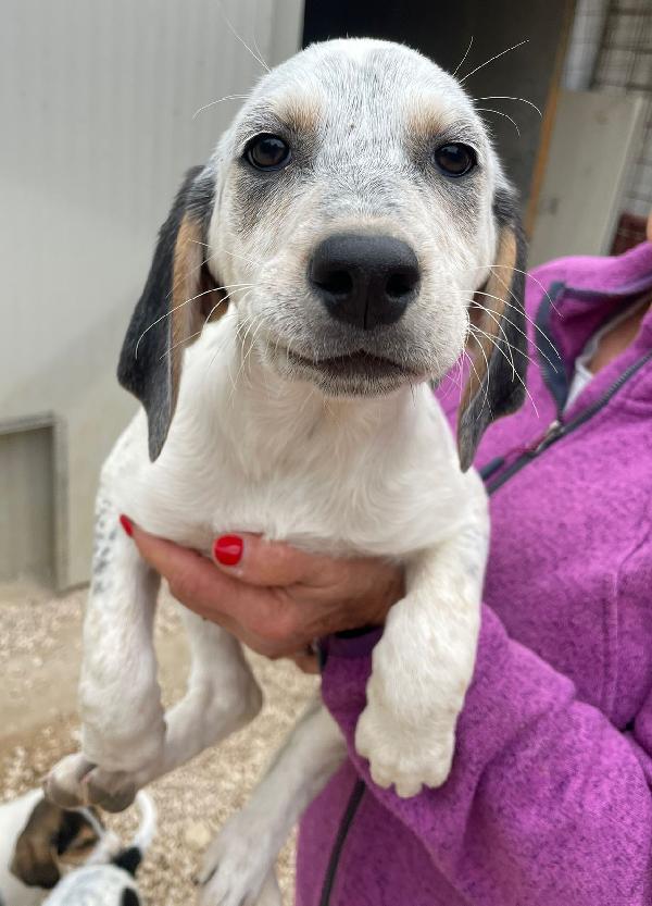 LA TENERA SIRYA Foto 5